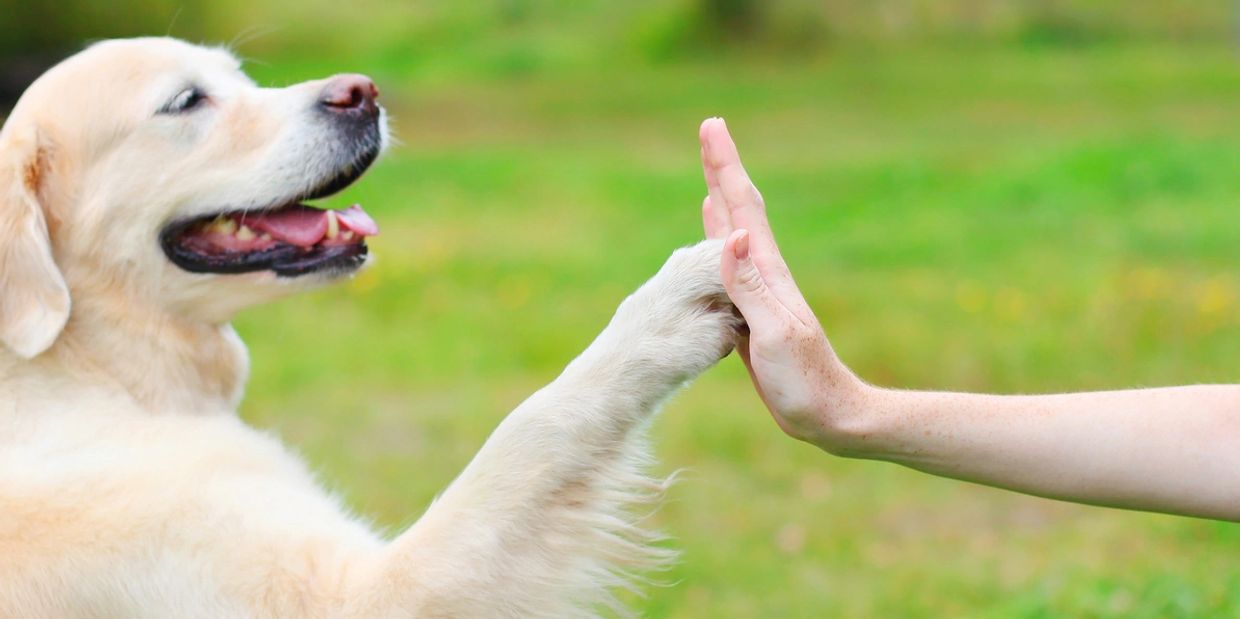 A dog high fiving a person