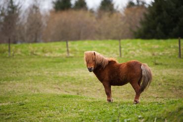 A pony standing in the middle of a pasture.