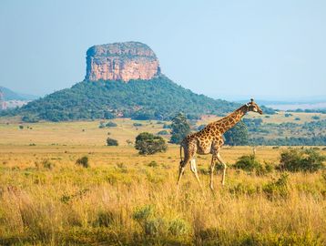 Faraway photo of a giraffe running across an open field.