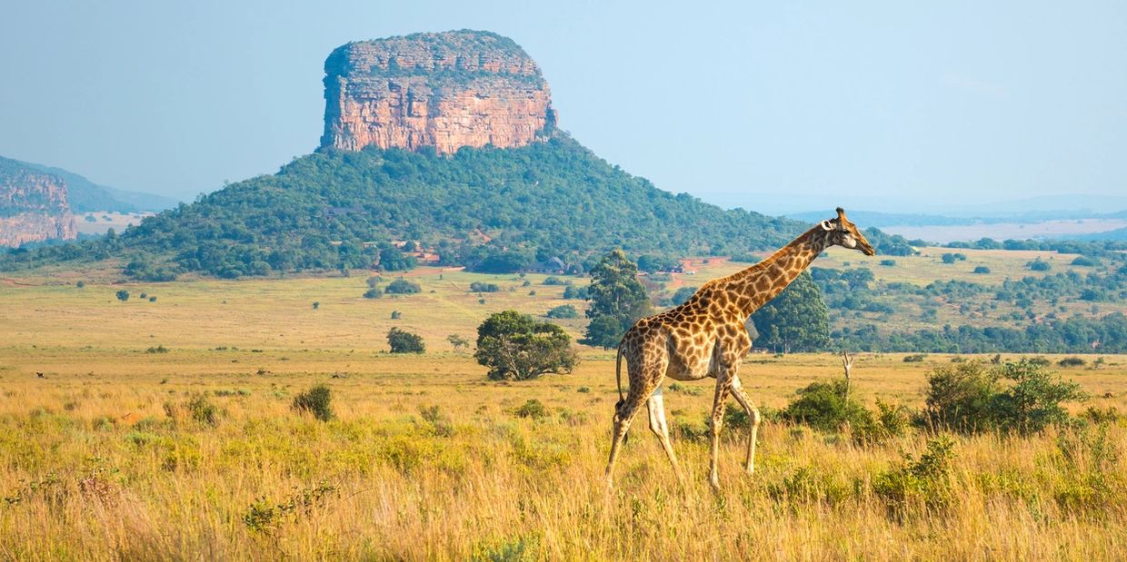 A tall giraffe walking in the lands
