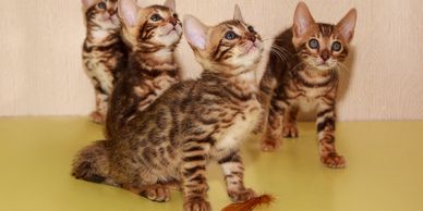 Four kittens looking up