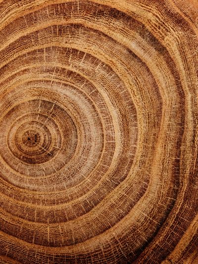 Spokane Organic Tree Stump Killer