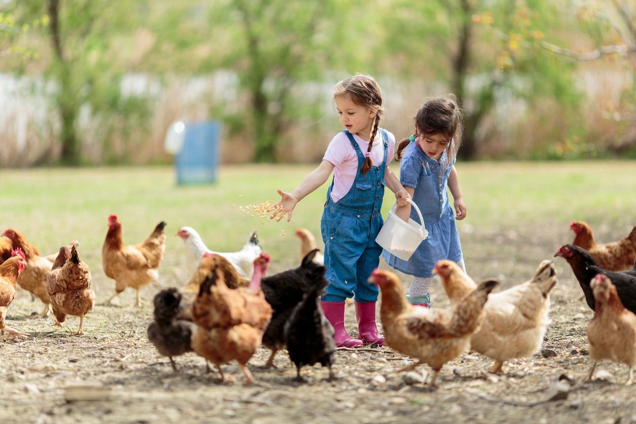 Two girls feeding chickens