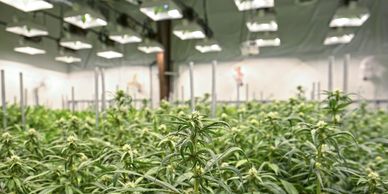 Cannabis Cultivation Marijuana, Commercial grow room HVAC design.