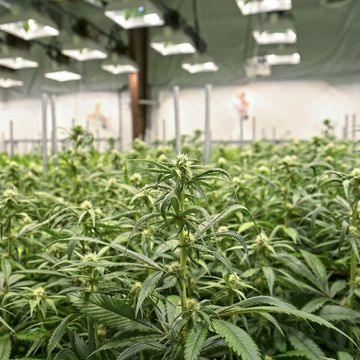 medical marijuana card doctor patients growing 99 plants for medical needs