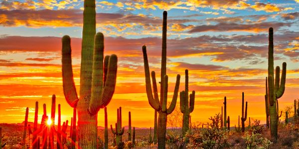 blazing hot sun lighting up a desert filled with saguaro cactus, the image is nature Tucson Arizona