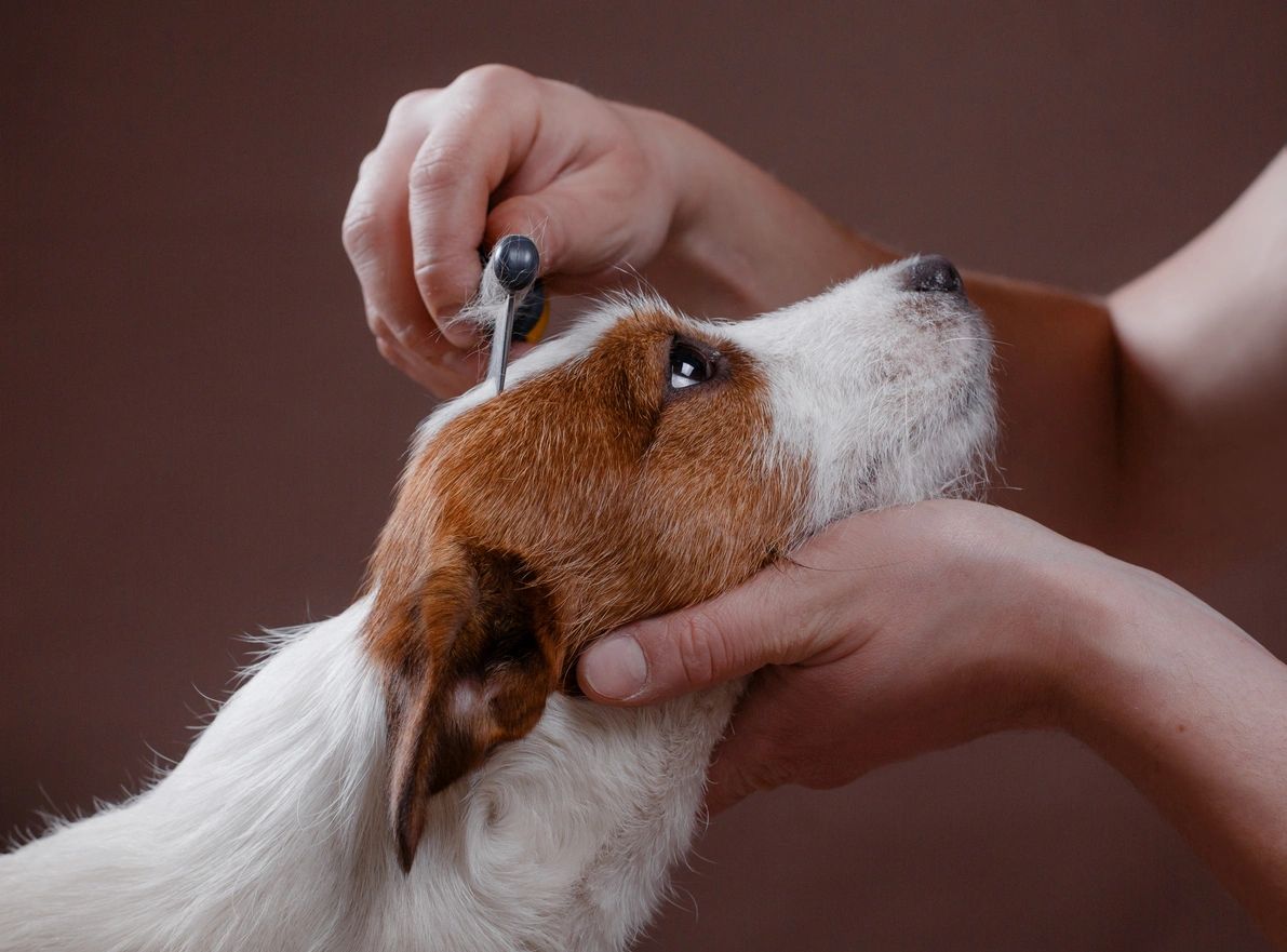 Top Notch Pet Grooming