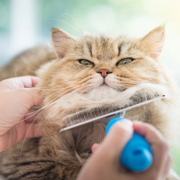Cat getting groomed and brushed