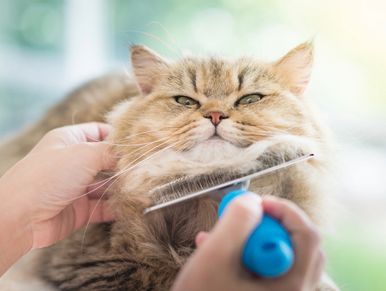 A cat being brushed at a cat sitting visit.