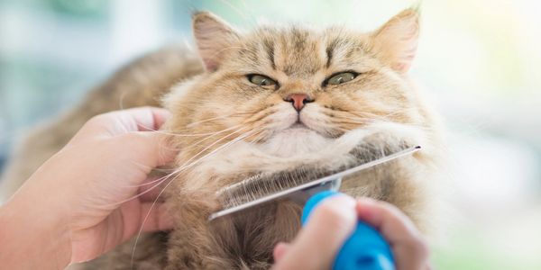 A cat being groomed & brushed with a de-shedding comb by a groomer.