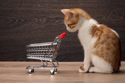 Kitten staring at an empty miniature trolley