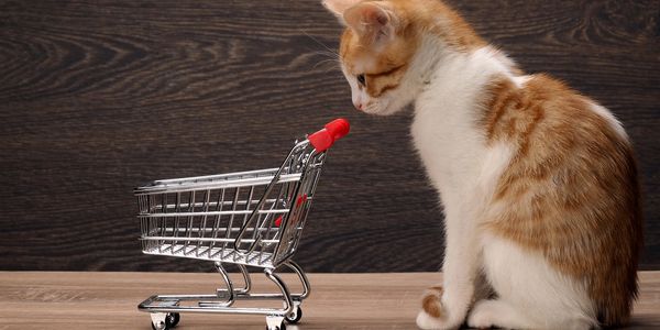 Cat with grocery cart