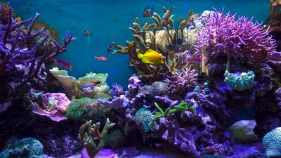 Saltwater reef aquarium