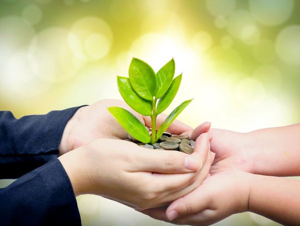 Hands holding a sprouting plant