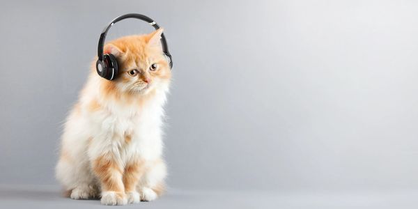 kitten wearing headphones