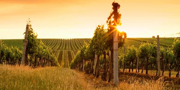 Vineyard During Sunset