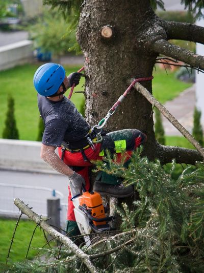 A tree worker wearing a helmet and safety harness is using a chainsaw to cut branches off a tree.