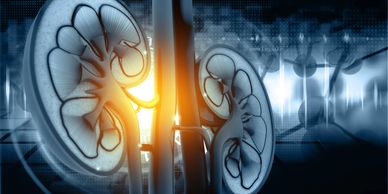 Kidney and evaluating kidney disease