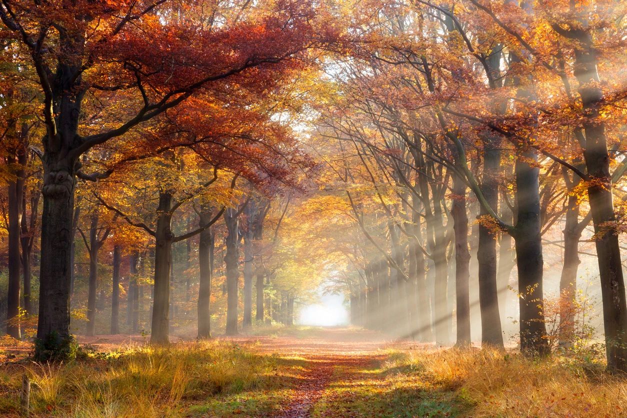 A path between two rows of trees in fall foliage with sunbeams coming in from the right.