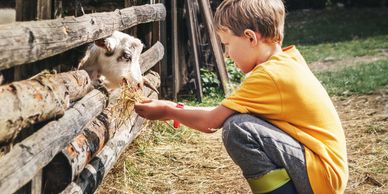 Young pre-school boy at a farm, feeding a goat