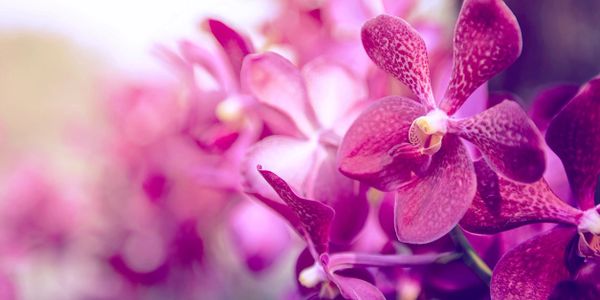 Orchid Package - Inertia Massage pamper package