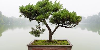 Picture of a Bonsai tree. autism, intersectionality reconciliation, African diaspora, ableism