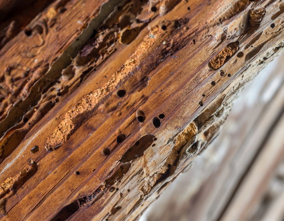 Termite pinhole damage on a piece of wood