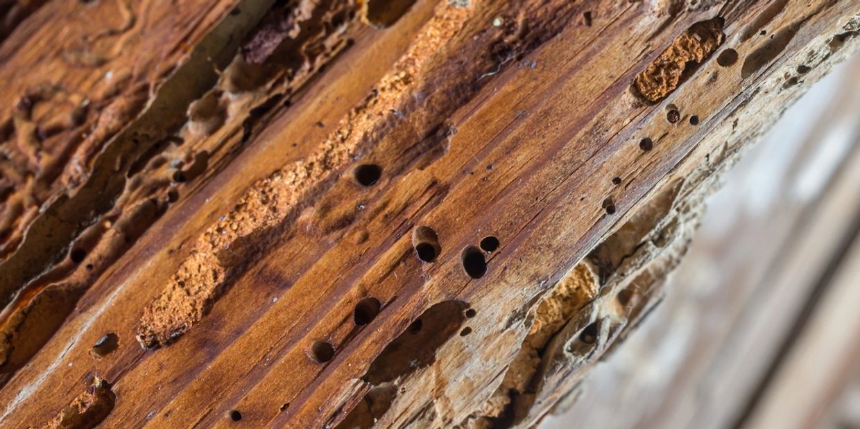 Wood Destroying Insect Damage