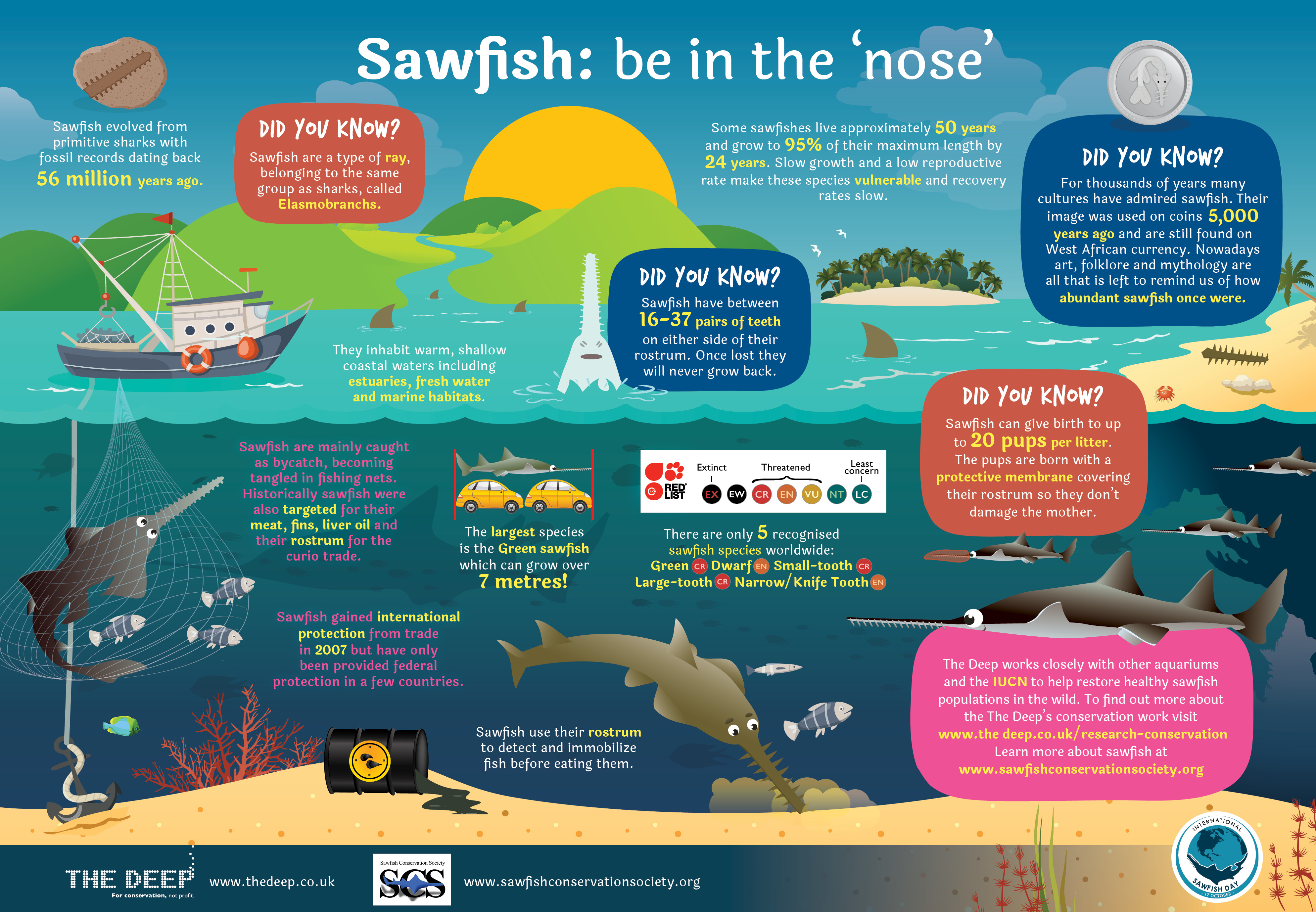 Resources International Sawfish Day
