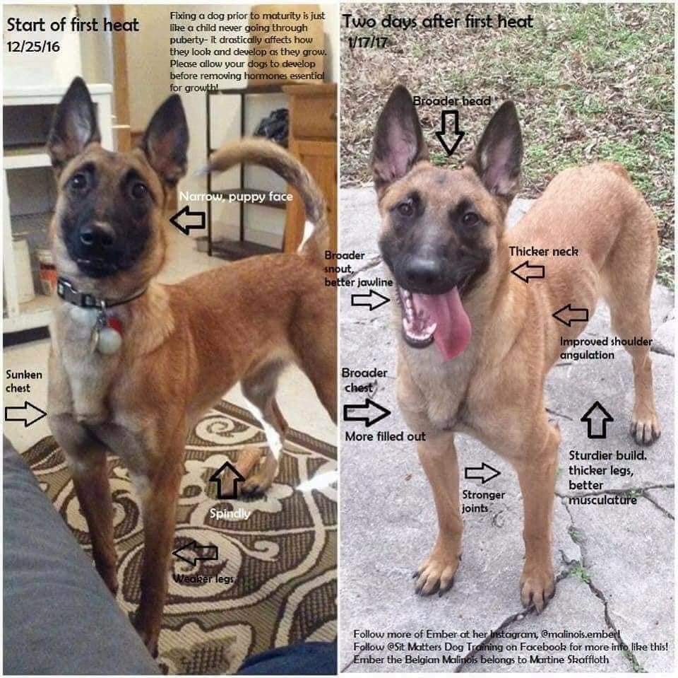 Neutered Dog Before And After