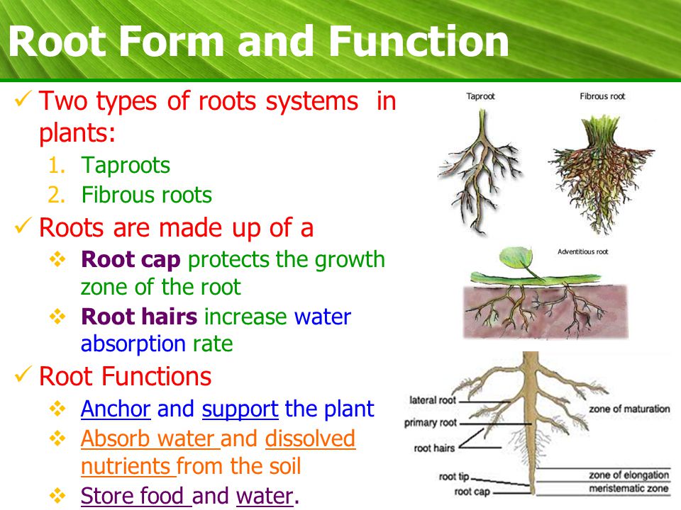 Stable Earth - Agricultural Service, Crop Consultant, Agriculture