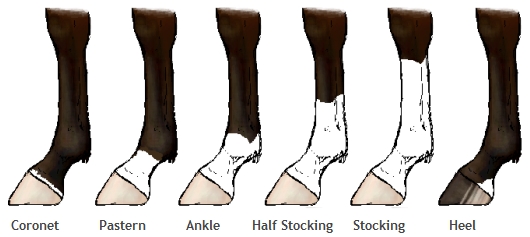 Horse Leg Markings Chart
