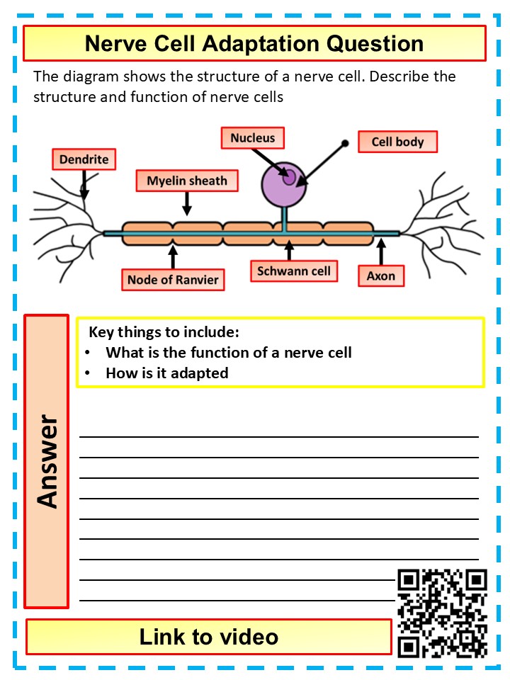 Cell Bio Questions Bio Paper 1 Questions