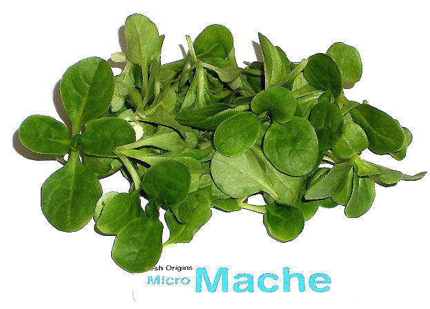 INDIAN ROCK PRODUCTS - Produce/Flowers - Philadelphia, Pennsylvania