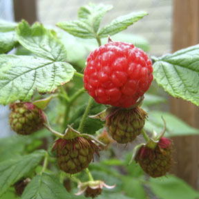 Raspberry Varieties