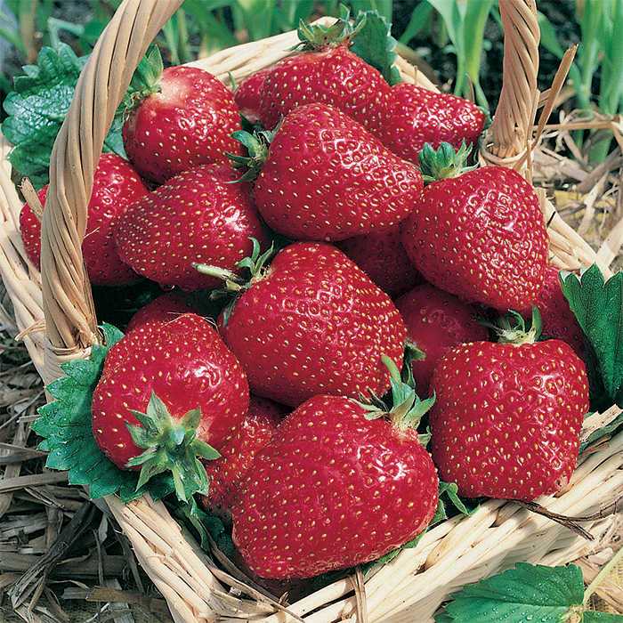 Cap Calxy Diamante Strawberry Plants Strawberry Plants Over 40 Strawberry