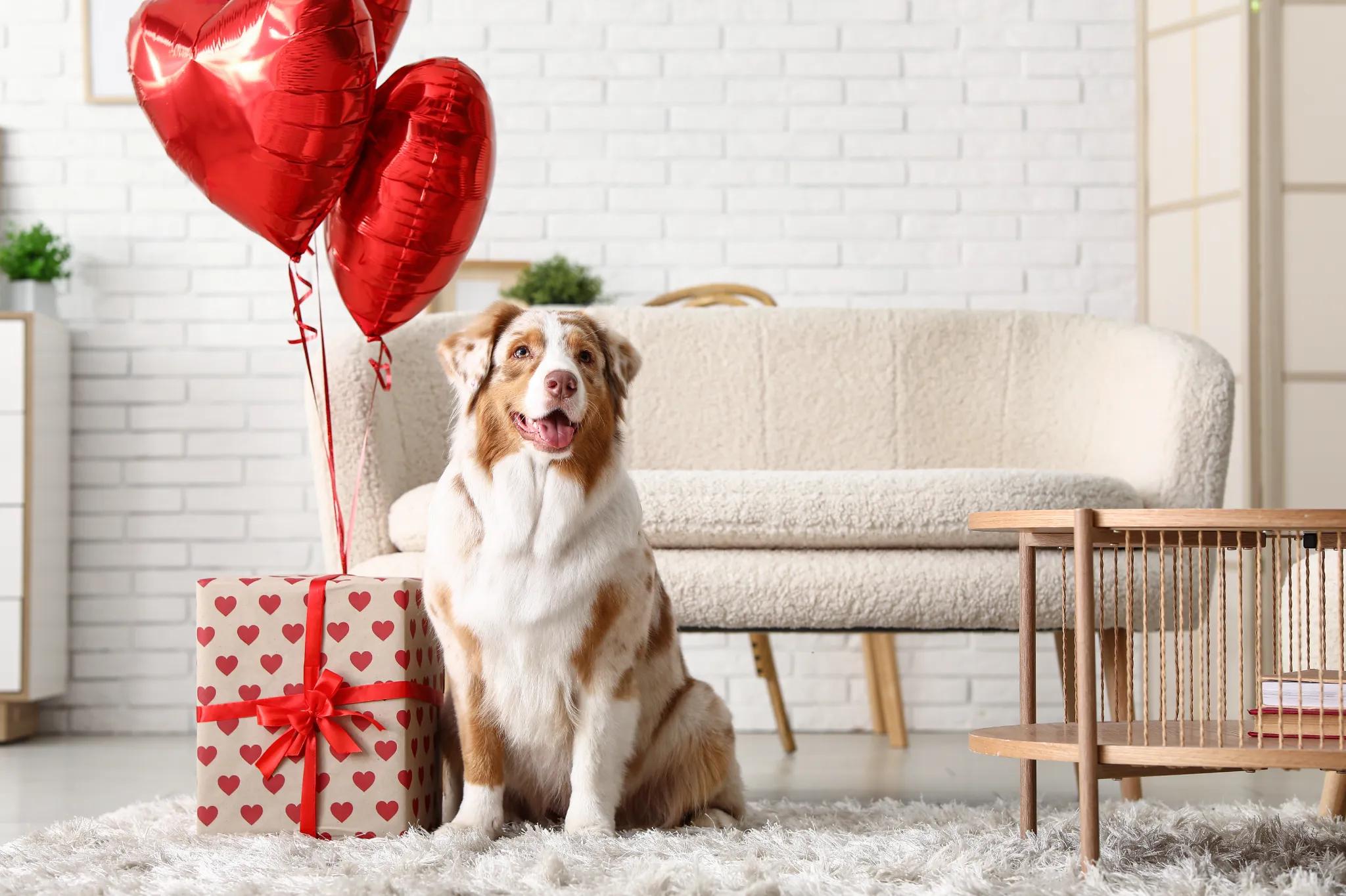 Australian Shepherd seated next to a Valentine’s Day gift and heart balloons.