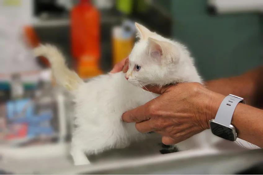 AAB Category Veterinary
