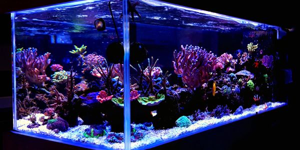 Colorful coral reef aquarium with diverse marine life.