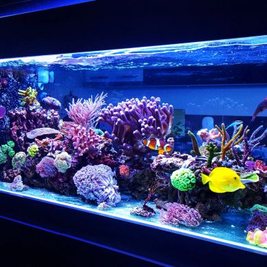 Vibrant marine aquarium with colorful fish and corals.