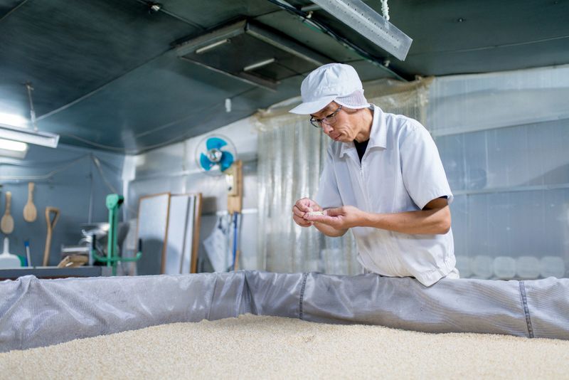 Worker checking the quality of rice in a food processing factory. Okayama, Japan.