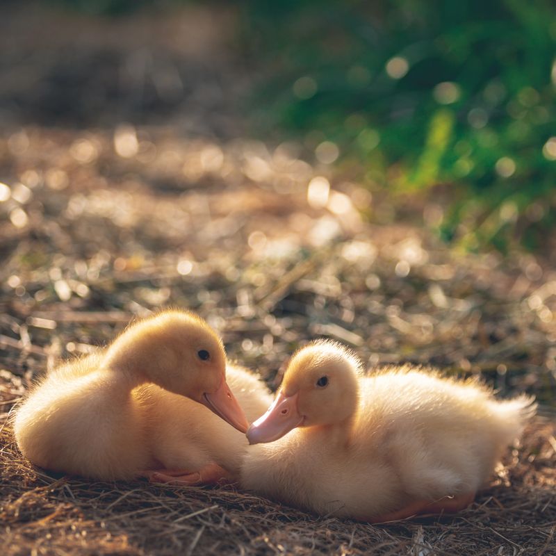 Ducklings. Two chicks in trave. Foto outdoors