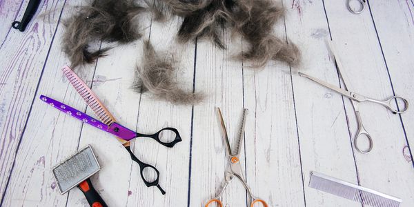 best dog groomer near me 
experienced dog groomer 
diy dog grooming near me 
self service dog wash