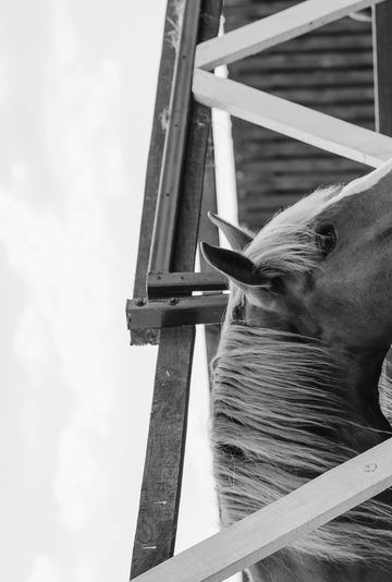 Nourish our horses with your contribution.