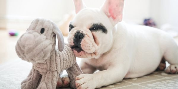 Submit your photo of your pet. 