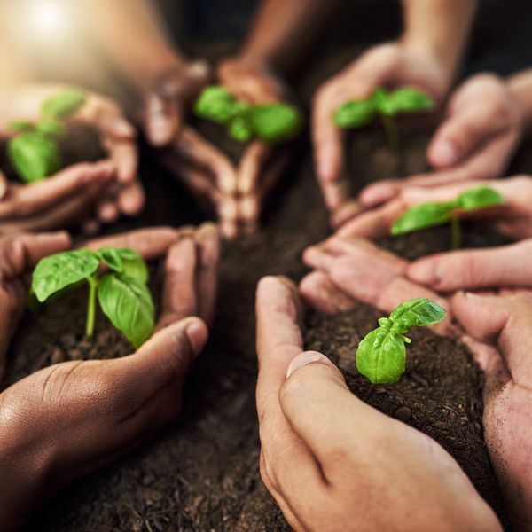 Hands of diverse people holding small green seedlings in soil.