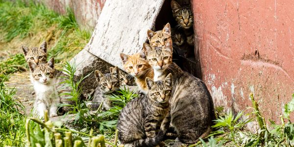 A group of eight tabby kittens exploring outdoors near a wall and grass.