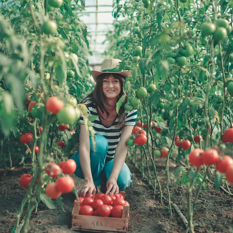 Woman putting tomatoes from garden in a wooden crate