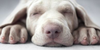 Close-up of a sleeping puppy's face and paws.