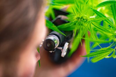 Person examining cannabis leaves through a microscope.